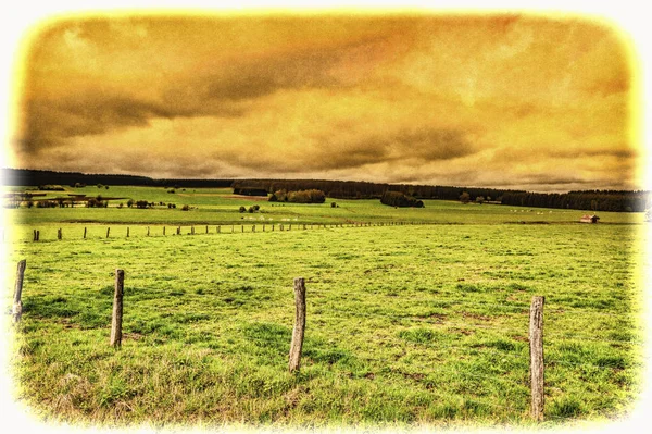 Krávy pasoucí se na zelené pastviny v Belgii. — Stock fotografie