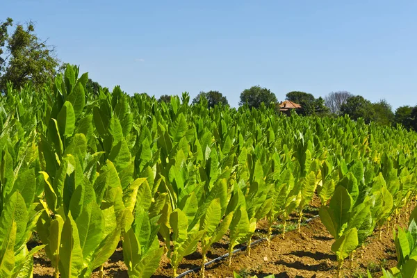 Piantagione di Tobbaco in Toscana . — Foto Stock