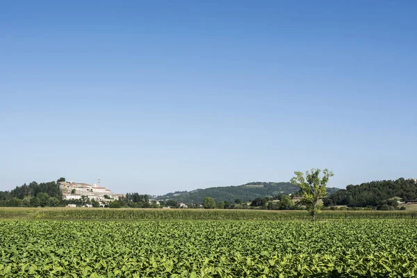 Tobbaco plantation yakın şehir Monterchi — Stok fotoğraf