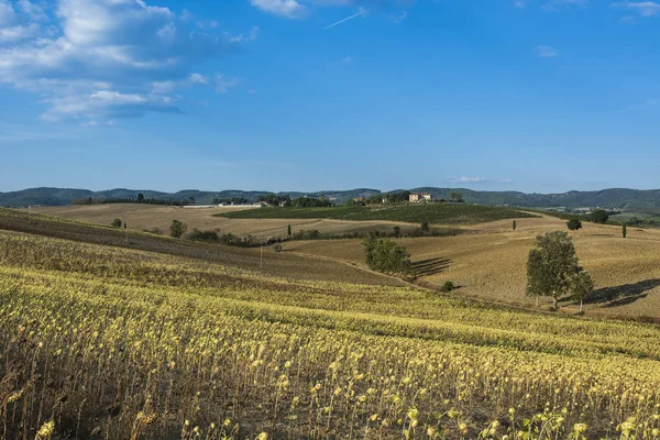 Sonnenblumenplantage in der Toskana — Stockfoto