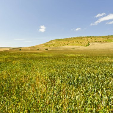 Sicilya 'nın Buğday Tarlaları