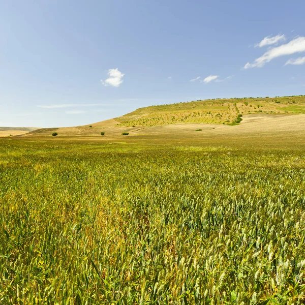 Campi di Grano della Sicilia — Foto Stock