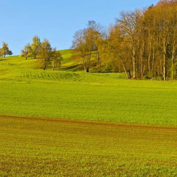 Paesaggio svizzero con boschi e prati — Foto Stock