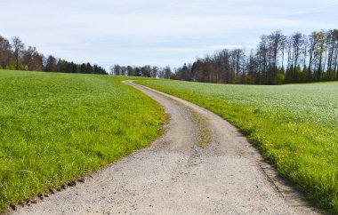 Toprak yol arasında mera