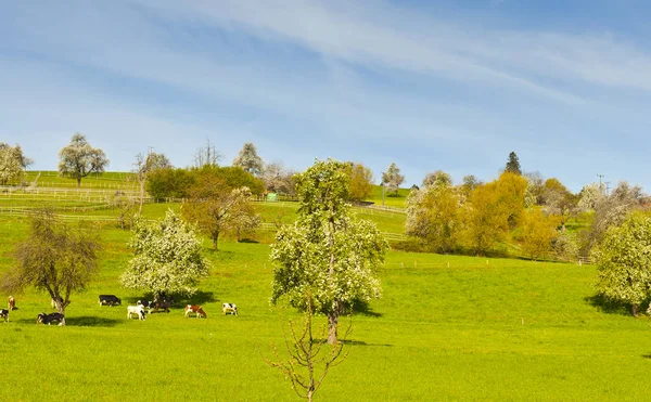 Mucche, prati e alberi da fiore in Svizzera — Foto Stock