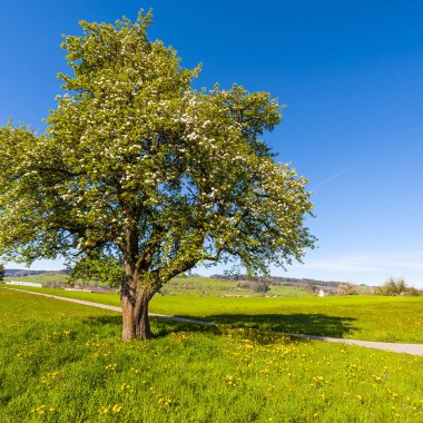 Mera arasında asfalt yol