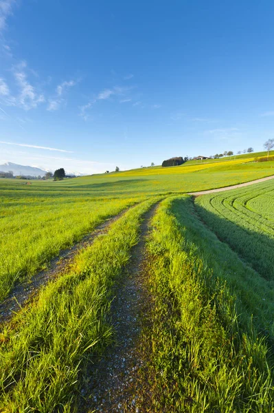 Agricoltura in Svizzera — Foto Stock