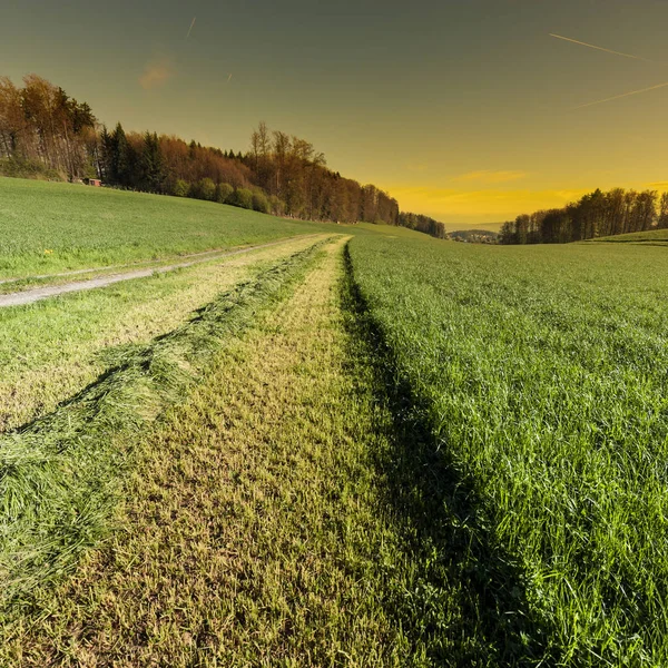 Line of mowing grass. — Stock Photo, Image