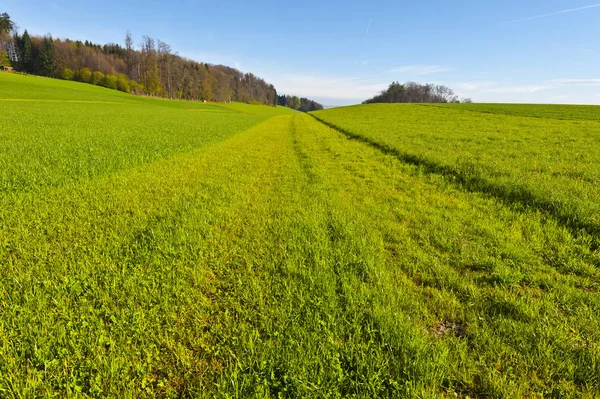 Linia koszenia trawy. — Zdjęcie stockowe