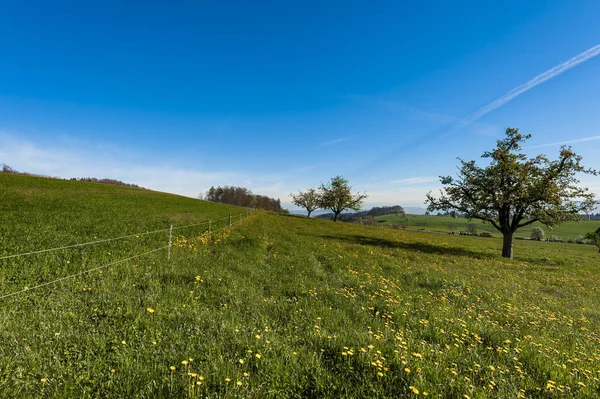 Zwitserse landschap met weilanden — Stockfoto