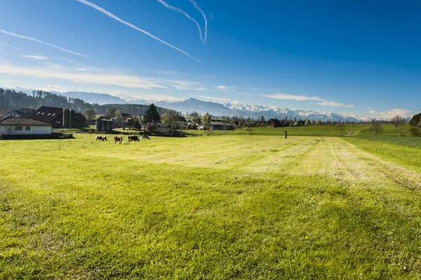 Veehouderij in Zwitserland — Stockfoto