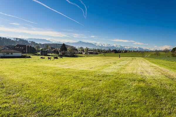 Cows grazing on fresh green mountain pastures on the background of snow-capped Alps. Animal husbandry in Switzerland, fields and meadow. The village engaged in the production of milk.