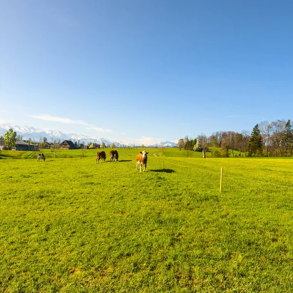 Veehouderij in Zwitserland — Stockfoto