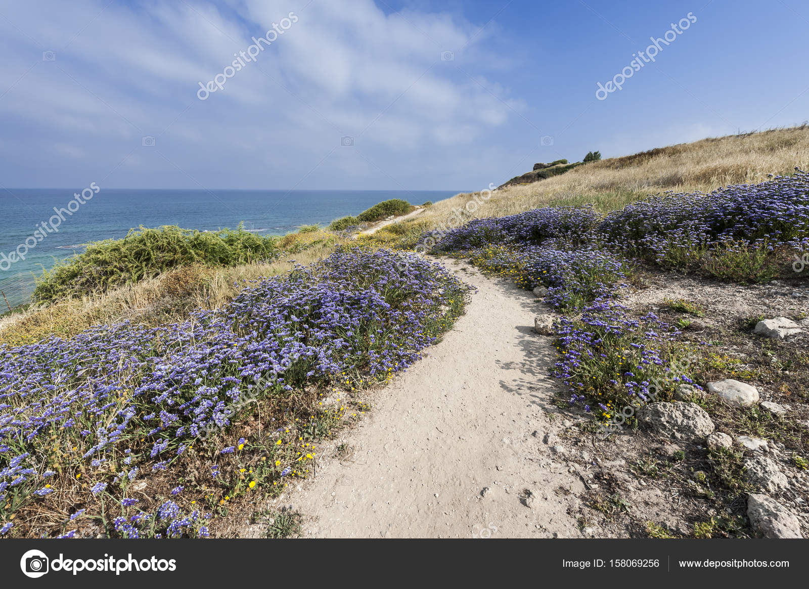 Israel flor nacional fotos de stock, imágenes de Israel flor nacional sin royalties | Depositphotos Israel flor nacional fotos de stock, imágenes de Israel flor nacional sin royalties | Depositphotos