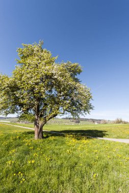 Çiçekli ağaç İsviçre