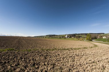İsviçre dağ otlaklarda üzerinde otlatma inekler