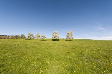 İnek, çayır ve çiçekli ağaçlar İsviçre