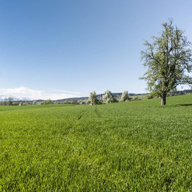 Çiçekli ağaçlar ve Mera.