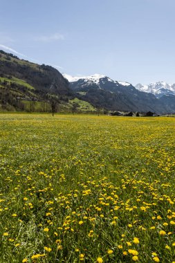 Çiçekli meadows İsviçre