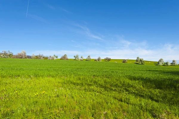 Cows, meadow and flowering trees in Switzerland — Stock Photo, Image