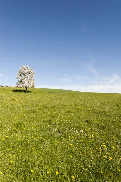 Krowy, łąka i kwitnących drzew w Szwajcarii — Zdjęcie stockowe