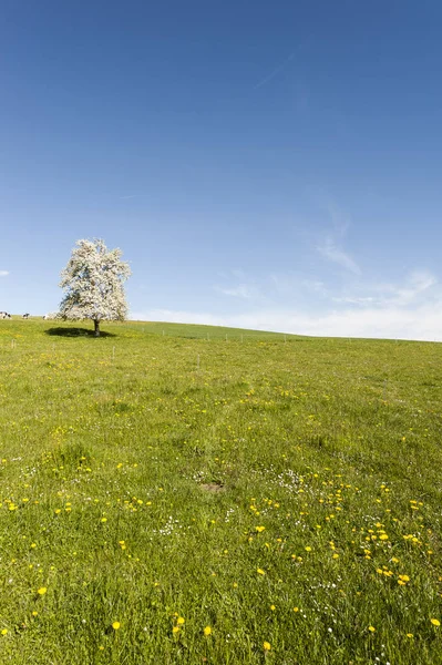 Cows, meadow and flowering trees in Switzerland — Stock Photo, Image