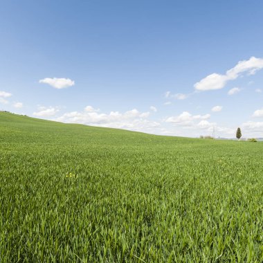 Çayırlar ile İtalyan peyzaj
