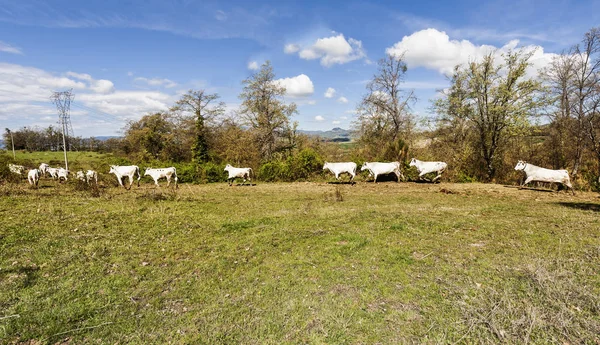 Pola, łąki i uruchomione krów — Zdjęcie stockowe