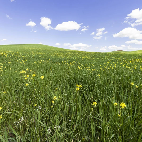 Velden, weilanden en boerderij — Stockfoto