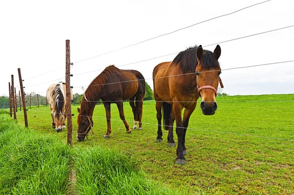 Konie patrząc przez płot — Zdjęcie stockowe