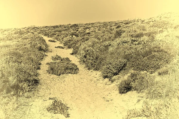 Estrada entre dunas — Fotografia de Stock
