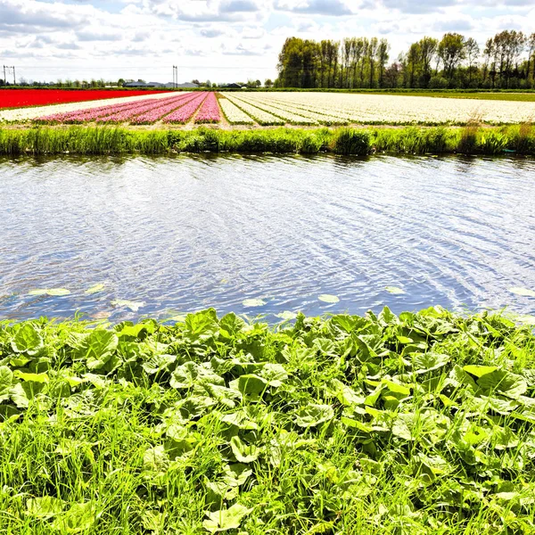 Champs de tulipes près du canal de drainage — Photo