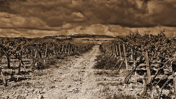 Viñedo en Sicilia — Foto de Stock