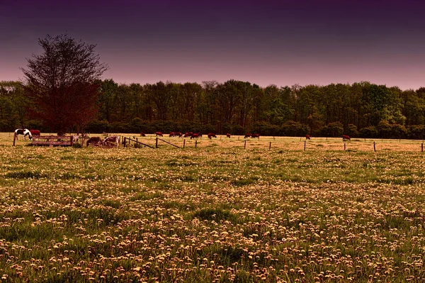 Krav a býků pasoucích se na loukách — Stock fotografie