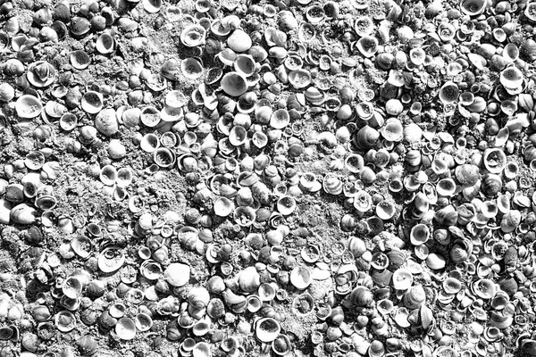 Arka plan olarak kum üzerinde deniz kabukları