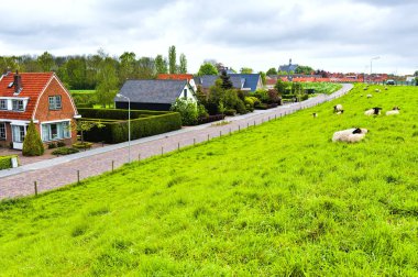 Hollanda'da koruyucu baraj koyun