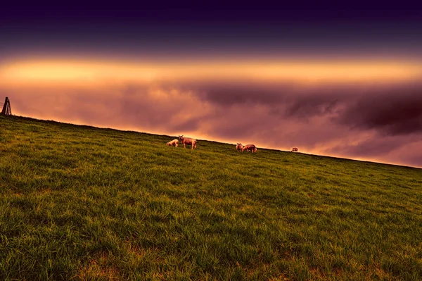 Ovce na pastvě na ochranné hráze — Stock fotografie