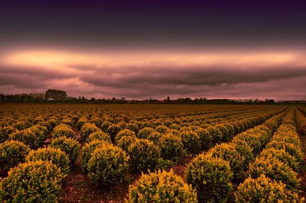 Rows of Plant in Holland — Stock Photo, Image