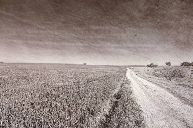 Alanlar ve Cural eğri yol İsrail