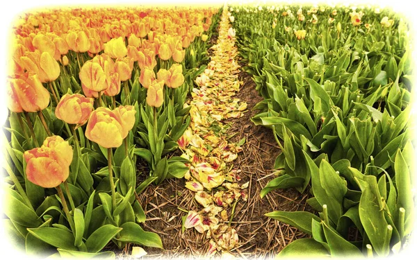 Flores de Tulipán Florecientes en Nethrlands — Foto de Stock