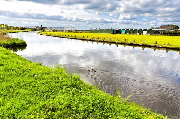 Gewächshäuser für den Anbau von Tulpen — Stockfoto