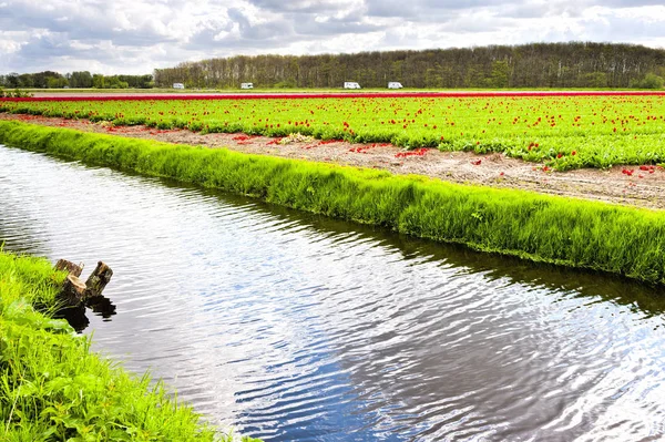 Tulip Garden near the Drainage Canal in Holland — Stock Photo, Image