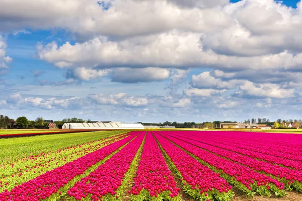 Tulipin Nethrlands alanlarında — Stok fotoğraf
