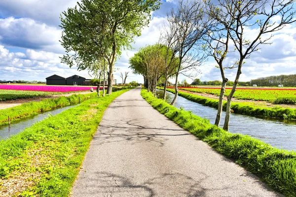 Tulip Garden near the Drainage Canal in Holland — Stock Photo, Image