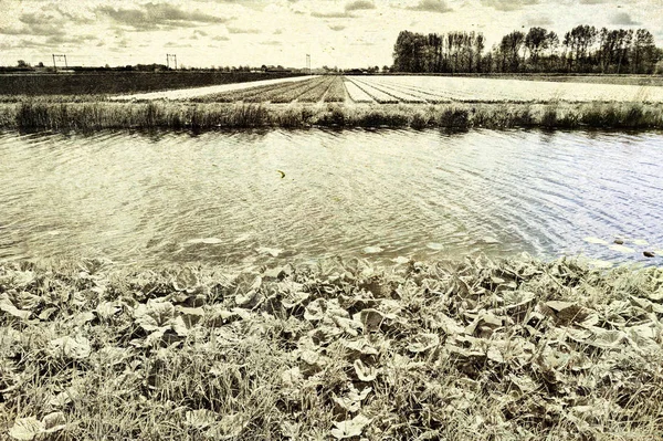 Tulpenvelden in de buurt van het afwateringskanaal — Stockfoto