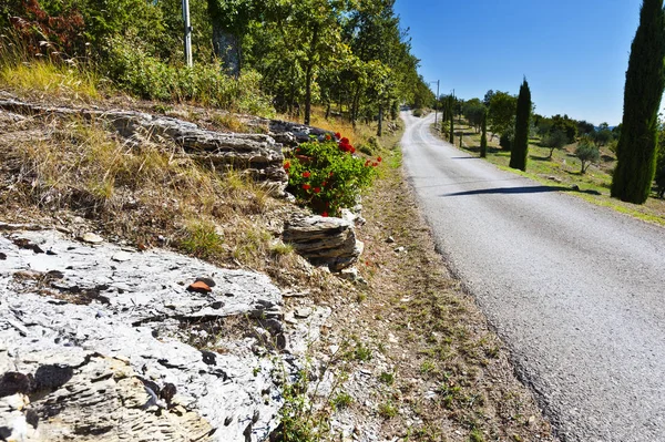 Olijfbomen op de heuvels van Tuscany — Stockfoto