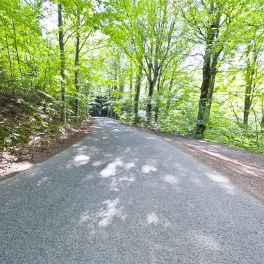 Orman yolu İtalya