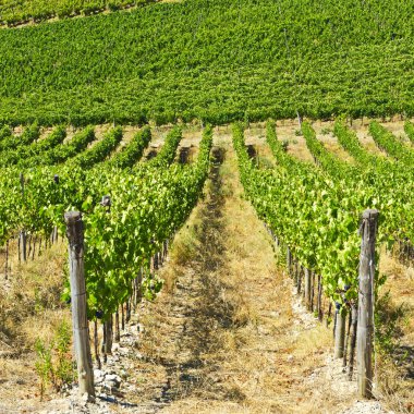 Hillside üzüm bağları ile 