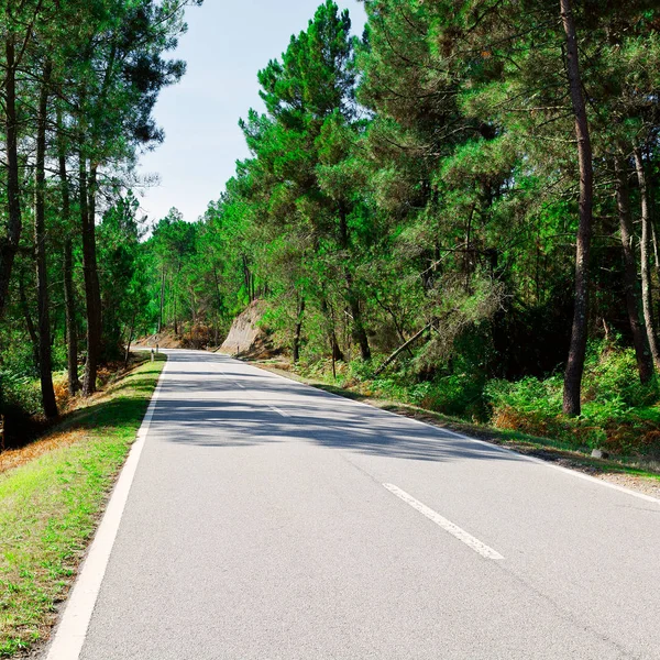 Forest Asphalt Road — Stock Photo, Image