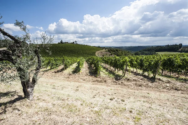 Vinné farmě uprostřed vinice — Stock fotografie